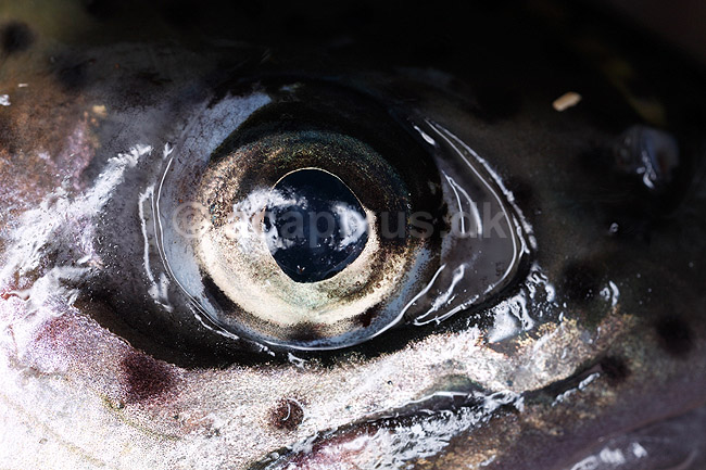 �rred�je. Close-up af �je - �rred; Salmo sp.; H�kens�s; Sverige; ; fisk; Lystfiskeri, madlavning, spisefisk, Salmonidae
