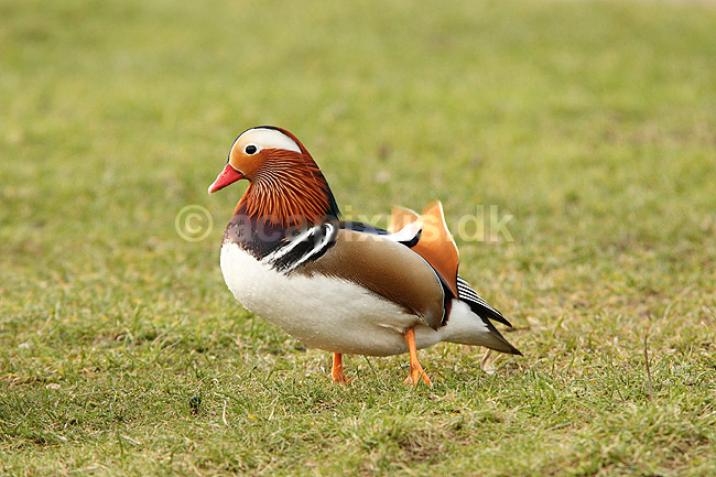 Mandarinand. Mandarin and; Aix galericulata; Nordjylland / Svenstup; ; ; fugle; Egentlige andefugle, Anatidae, Anseriformes, Mandarin�nder, �nder