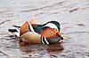 Mandarinand. Mandarin and Aix galericulata Nordjylland / Svenstup   fugle Egentlige andefugle, Anatidae, Anseriformes, Mandarin�nder, �nder