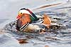 Mandarinand. Mandarin and Aix galericulata Nordjylland / Svenstup   fugle Egentlige andefugle, Anatidae, Anseriformes, Mandarin�nder, �nder