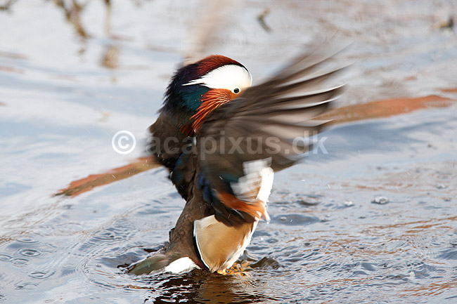 Mandarinand. Mandarin and; Aix galericulata; Nordjylland / Svenstup; ; ; fugle; Egentlige andefugle, Anatidae, Anseriformes, Mandarin�nder, �nder