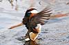 Mandarinand. Mandarin and Aix galericulata Nordjylland / Svenstup   fugle Egentlige andefugle, Anatidae, Anseriformes, Mandarin�nder, �nder