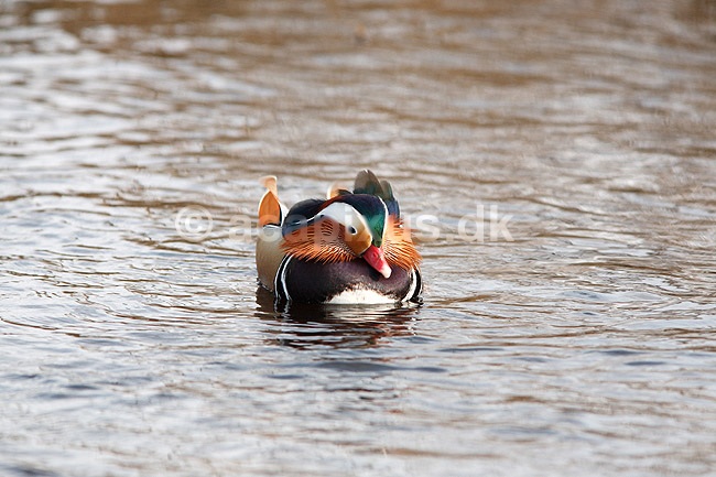 Mandarinand. Mandarin and; Aix galericulata; Nordjylland / Svenstup; ; ; fugle; Egentlige andefugle, Anatidae, Anseriformes, Mandarin�nder, �nder