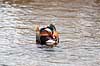 Mandarinand. Mandarin and Aix galericulata Nordjylland / Svenstup   fugle Egentlige andefugle, Anatidae, Anseriformes, Mandarin�nder, �nder