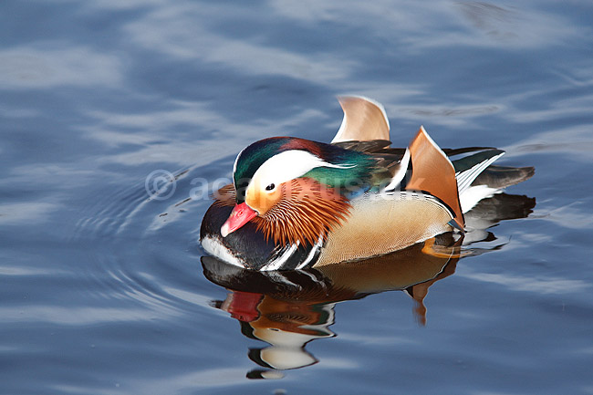 Mandarinand. Mandarin and; Aix galericulata; Nordjylland / Svenstup; ; ; fugle; Egentlige andefugle, Anatidae, Anseriformes, Mandarin�nder, �nder