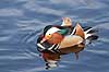 Mandarinand. Mandarin and Aix galericulata Nordjylland / Svenstup   fugle Egentlige andefugle, Anatidae, Anseriformes, Mandarin�nder, �nder