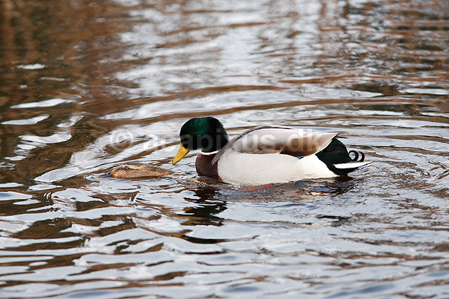 Gr��nder. Gr��nder under parring; Anas platyrhynchos; Nordjylland / Svenstup; ; ; fugle; Egentlige andefugle, Anatidae, Anseriformes, gr�and
