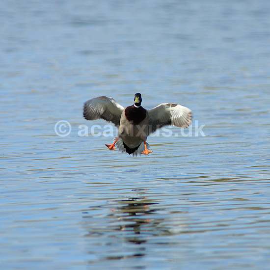 Gr�and. Gr�and parat til landing p� vandet; Anas platyrhynchos; Utterslev Mose; ; ; fugle; Egentlige andefugle, Anatidae, Anseriformes, gr��nder, flyvning, fugleflugt