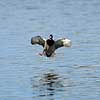 Gr�and. Gr�and parat til landing p� vandet Anas platyrhynchos Utterslev Mose   fugle Egentlige andefugle, Anatidae, Anseriformes, gr��nder, flyvning, fugleflugt