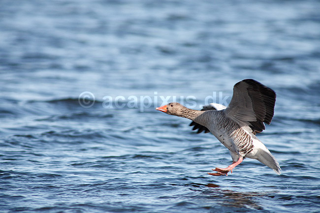 Gr�g�s. Gr�g�s parat til landing p� vandet; Anser anser; Utterslev Mose; ; ; fugle; Egentlige andefugle, Anatidae, Anseriformes, g�s, g�s, gr�g�s, flyvning, fugleflugt