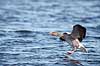 Gr�g�s. Gr�g�s parat til landing p� vandet Anser anser Utterslev Mose   fugle Egentlige andefugle, Anatidae, Anseriformes, g�s, g�s, gr�g�s, flyvning, fugleflugt