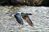 Gr�g�s. Gr�g�s flyvende over vandet Anser anser Utterslev Mose   fugle Egentlige andefugle, Anatidae, Anseriformes, g�s, g�s, gr�g�s, flyvning, fugleflugt