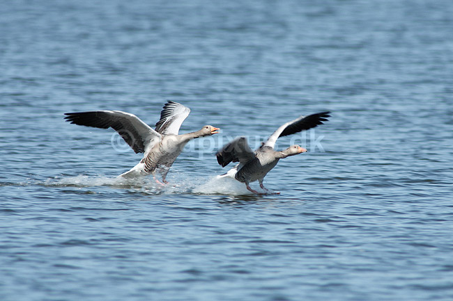 Gr�g�s. Gr�g�s lander p� vandet; Anser anser; Utterslev Mose; ; ; fugle; Egentlige andefugle, Anatidae, Anseriformes, g�s, g�s, gr�g�s, flyvning, fugleflugt