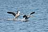 Gr�g�s. Gr�g�s lander p� vandet Anser anser Utterslev Mose   fugle Egentlige andefugle, Anatidae, Anseriformes, g�s, g�s, gr�g�s, flyvning, fugleflugt