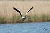 Gr�g�s. Gr�g�s flyvende over vandet Anser anser Utterslev Mose   fugle Egentlige andefugle, Anatidae, Anseriformes, g�s, g�s, gr�g�s, flyvning, fugleflugt