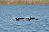 Gr�g�s. Gr�g�s parat til landing p� vandet Anser anser Utterslev Mose   fugle Egentlige andefugle, Anatidae, Anseriformes, g�s, g�s, gr�g�s, flyvning, fugleflugt