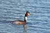 Toppet lappedykker Podiceps cristatus Utterslev Mose   fugle Lappedykkere, Podicipedidae, Podicipediformes