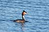 Toppet lappedykker Podiceps cristatus Utterslev Mose   fugle Lappedykkere, Podicipedidae, Podicipediformes