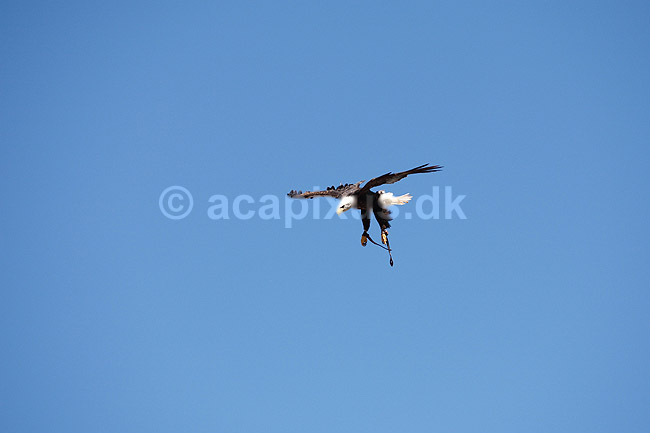 Hvidhovedet Hav�rn; Haliaeetus leucocephalus; Palmitos Park; ; ; fugle; �rnefugle, Falconiformes, flyvning, fugle i flugten