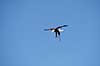 Hvidhovedet Hav�rn Haliaeetus leucocephalus Palmitos Park   fugle �rnefugle, Falconiformes, flyvning, fugle i flugten