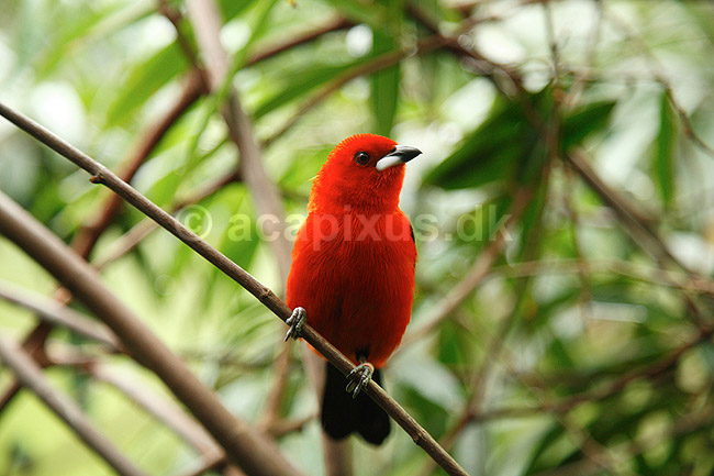 Tanager. Purpurtangar; Ramphocelus bresilius; ; ; ; fugle; Tangarer, Thraupinae, Spurvefugle, Passeriformes, Purpur tangar