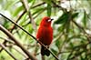 Tanager. Purpurtangar Ramphocelus bresilius    fugle Tangarer, Thraupinae, Spurvefugle, Passeriformes, Purpur tangar