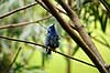 Turkisfugl. R�dbenet honningsuger, Turkisfugl, bl� honningsuger Cyanerpes cyaneus    fugle Tangarer, Thraupinae, Spurvefugle, Passeriformes