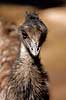 Emu Dromaius novaehollandiae Palmitos Park   fugle Emuer, Dromaiidae
