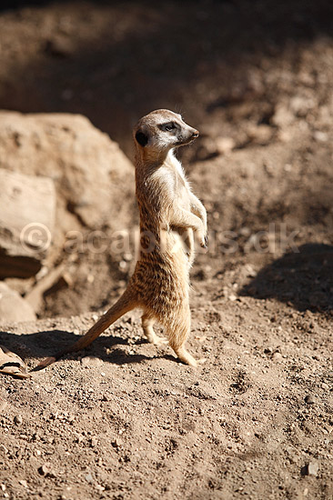 Surikat. Surikat, Meerkat; Suricata suricatta; ; ; ; pattedyr; Desmerdyr, Viverridae, Rovdyr, Carnivora