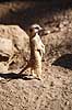 Surikat. Surikat, Meerkat Suricata suricatta    pattedyr Desmerdyr, Viverridae, Rovdyr, Carnivora
