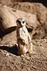 Surikat. Surikat, Meerkat Suricata suricatta    pattedyr Desmerdyr, Viverridae, Rovdyr, Carnivora