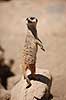 Surikat. Surikat, Meerkat Suricata suricatta    pattedyr Desmerdyr, Viverridae, Rovdyr, Carnivora