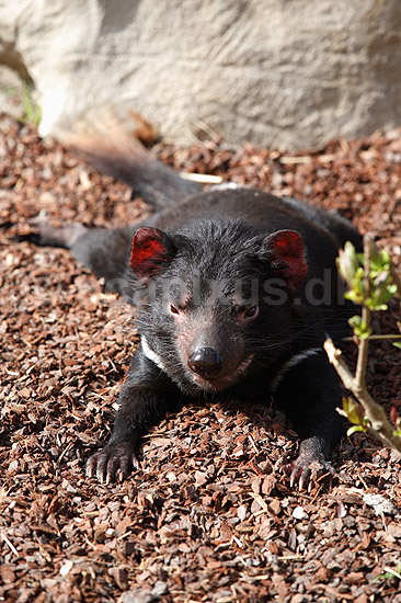 Pungdj�vel. Pung dj�vel, tasmansk dj�vel; Sarcophilus harrisi; ; ; ; pattedyr; Pungrovdyr, Dasyuridae, Pungdyr, Marsupialia