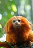 L�veabe. Gylden l�veabe Leontopithecus rosalia    pattedyr Egernaber, Callitricidae, Primater, Primata, l�veaber