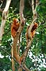 L�veabe. Gylden l�veabe Leontopithecus rosalia    pattedyr Egernaber, Callitricidae, Primater, Primata, l�veaber