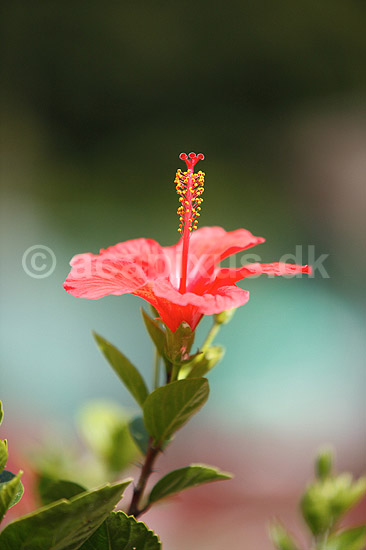 Hibiskus. Blomst af hibiscus med st�vdrager og st�vfang; Hibiscus spec.; ; ; ; planter; Katost-ordenen, Malvales, Katost-familien, Malvaceae, blomster