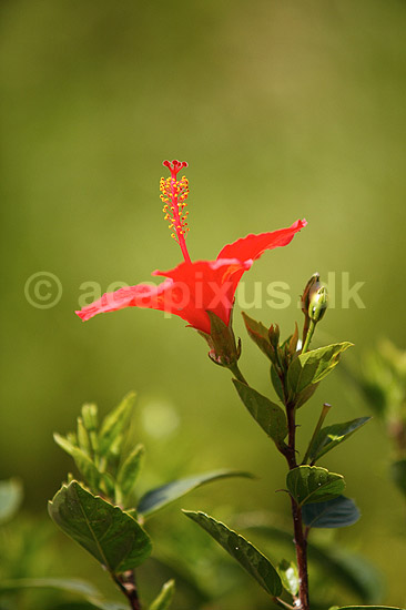 Hibiskus. Blomst af hibiscus med st�vdrager og st�vfang; Hibiscus spec.; ; ; ; planter; Katost-ordenen, Malvales, Katost-familien, Malvaceae, blomster