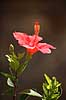 Hibiskus. Blomst af hibiscus med st�vdrager og st�vfang Hibiscus spec.    planter Katost-ordenen, Malvales, Katost-familien, Malvaceae, blomster