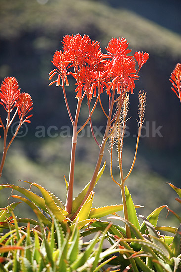 Aloe. Blomstrende aloe planter; Aloe vera; ; ; ; planter; Blomster, blomst, Alo�, r�de blomster, sukkulenter