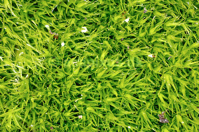 Mospude. Closeup af mospude; ; ; ; ; planter; Mosser, Bryophyta, gr�n, gr�nt, farver