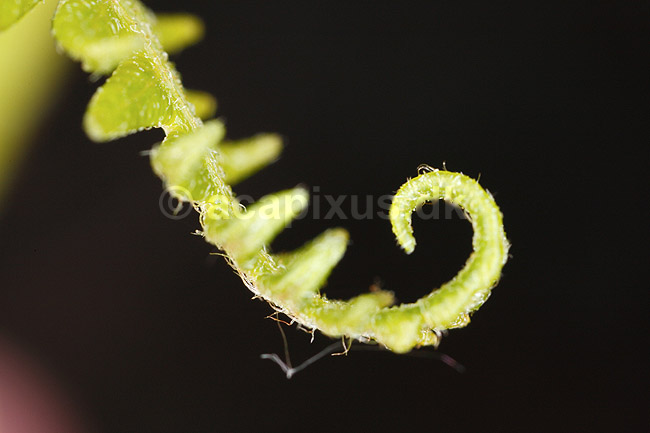 Bregne. Ungt bregneblad er ved at folde sig ud; ; ; ; ; planter; Bregner, Filices, blade