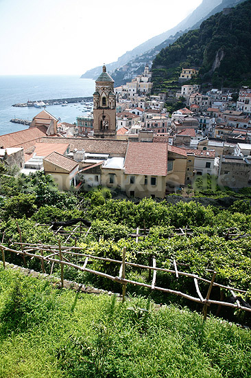 Amalfi. Udsigt over citronlund ved Amalfi med katedralen i baggrunden; ; Amalfi / Sorrento halv�en; Italien; Europa; ; Kirker, citroner