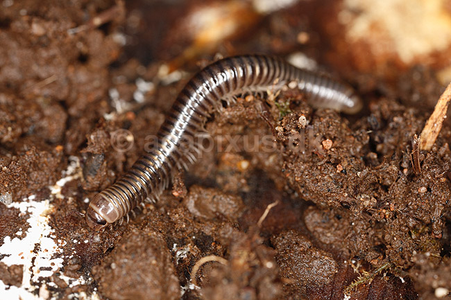 Tusindben. Tusindben p� jordbund; Evt. Ommatoiulus sabulosus ; ; Sverige; ; spindlere; �gte tusindben, Diplopoda, Myriapoda, leddyr