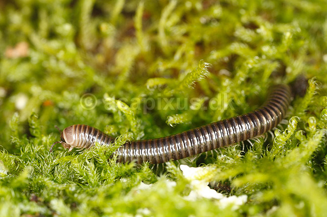Tusindben. Tusindben p� mospude; Evt. Ommatoiulus sabulosus ; ; Sverige; ; spindlere; �gte tusindben, Diplopoda, Myriapoda, leddyr