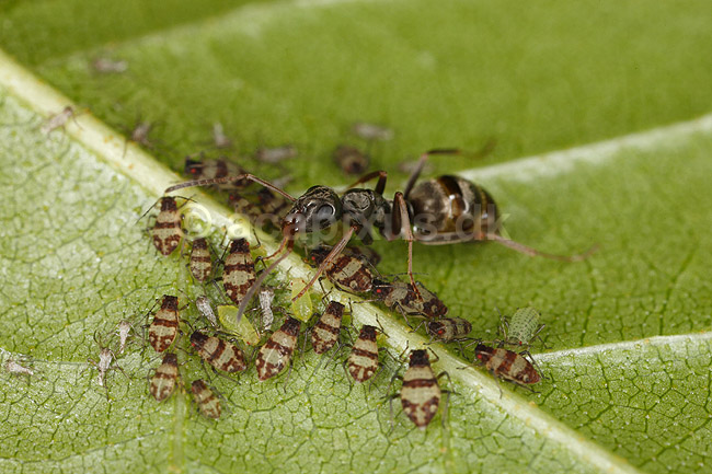 Myre og bladlus. En myre vogter over passer koloni af bladlus p� blad; Aphidoidea; Bornholm; ; ; insekter; Aphidoidea, skadedyr, Homoptera, Formicidae, myrer, commensalisme, �revingede,  Hymenoptera, honningdug, symbiose