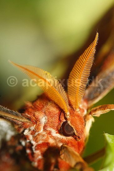 Sommerfugl. Atlas-Spinder, Atlas spinder, Atlasspinder. F�lehorn; Attacus atlas; ; ; ; insekter; Sommerfugle, Lepidoptera