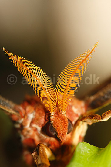 Sommerfugl. Atlas-Spinder, Atlas spinder, Atlasspinder. F�lehorn; Attacus atlas; ; ; ; insekter; Sommerfugle, Lepidoptera