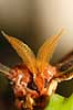 Sommerfugl. Atlas-Spinder, Atlas spinder, Atlasspinder. F�lehorn Attacus atlas    insekter Sommerfugle, Lepidoptera