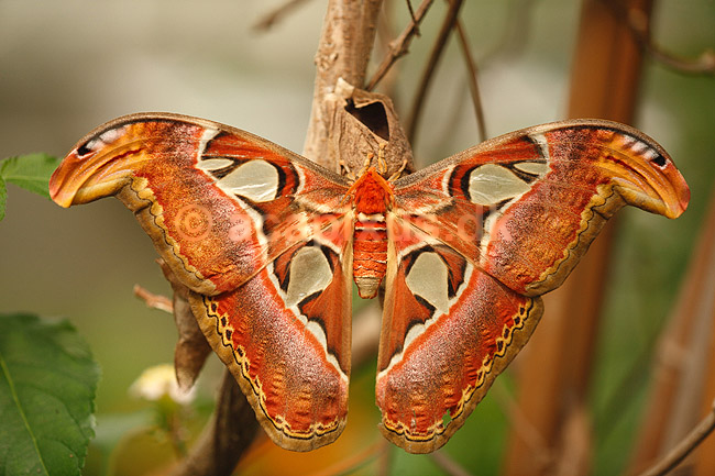 Sommerfugl. Atlas-Spinder, Atlas spinder, Atlasspinder. ; Attacus atlas; ; ; ; insekter; Sommerfugle, Lepidoptera