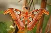 Sommerfugl. Atlas-Spinder, Atlas spinder, Atlasspinder.  Attacus atlas    insekter Sommerfugle, Lepidoptera
